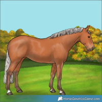 Horse Color:Silver Bay 