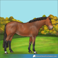Horse Color:Bay 