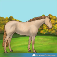 Horse Color:Red Dun Roan 