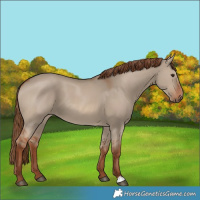 Horse Color:Red Dun 