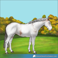 Horse Color:White Spotted Bay 