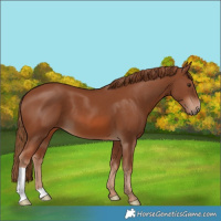Horse Color:Chestnut 