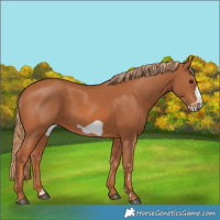 Horse Color:Chestnut Frame 