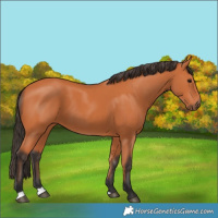 Horse Color:Bay 
