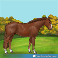 Horse Color:Chestnut 