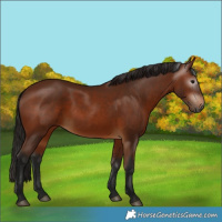 Horse Color:Gray Bay 