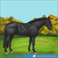 Horse Color:Black 