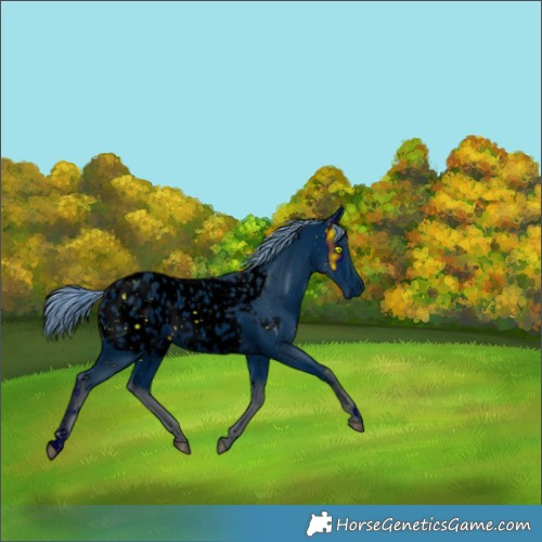 Horse Color:ERROR: UNKNOWN ANOMALY