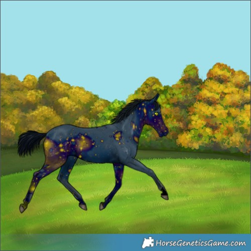 Horse Color:ERROR: UNKNOWN ANOMALY