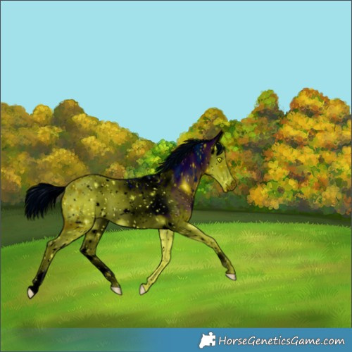 Horse Color:ERROR: UNKNOWN ANOMALY