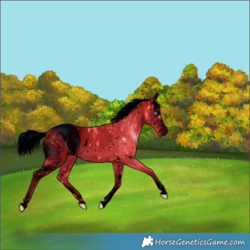 Horse Color:ERROR: UNKNOWN ANOMALY