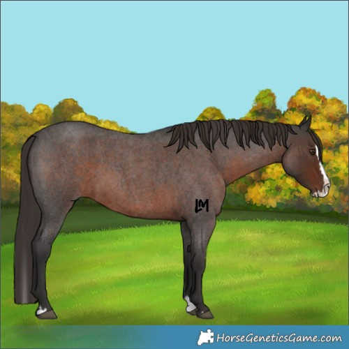 Horse Color:Liver Red Roan Splash