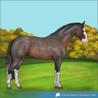 Horse Color:Liver Red Roan Splash 