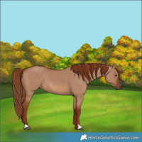 Horse Color:Red Dun 