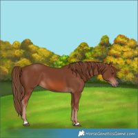 Horse Color:Chestnut 