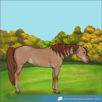 Horse Color:Red Dun 