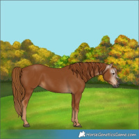 Horse Color:Gray Chestnut 