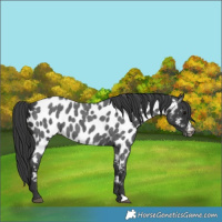 Horse Color:Blue Roan Appaloosa 