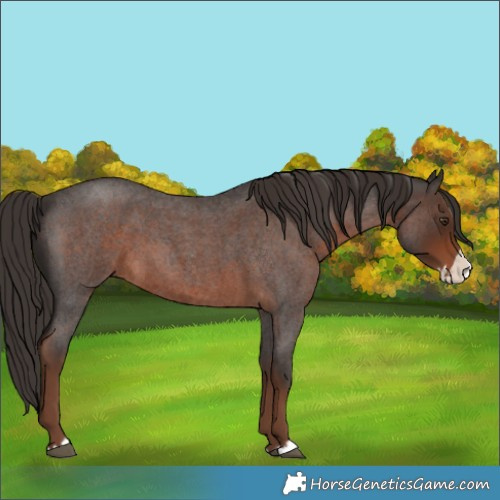 Horse Color:Liver Red Roan Splash