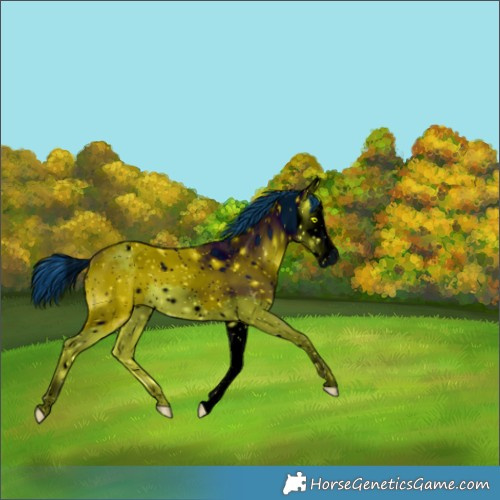 Horse Color:ERROR: UNKNOWN ANOMALY