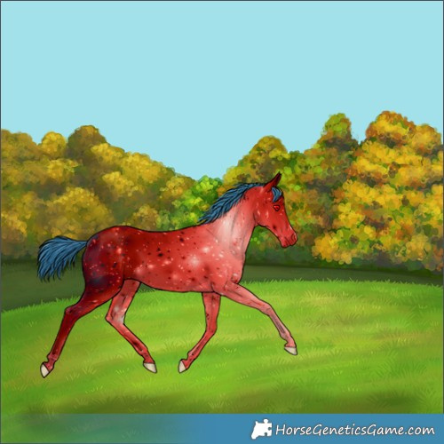 Horse Color:ERROR: UNKNOWN ANOMALY