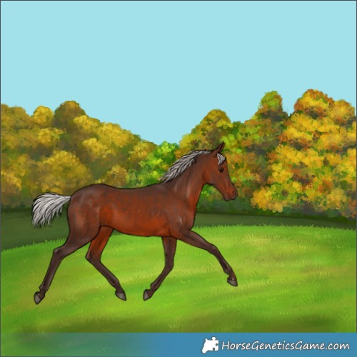 Horse Color:Silver Brown 