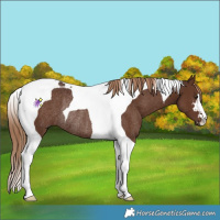 Horse Color:Liver Chestnut Tobiano Rabicano 