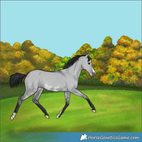 Horse Color:Grullo Chinchilla Frame 