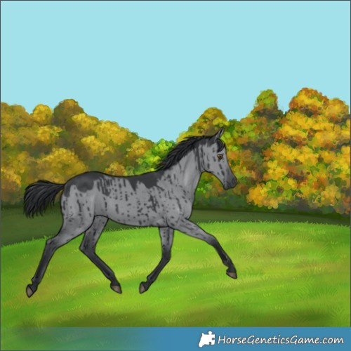 Horse Color:Grullo Chinchilla Brindle 
