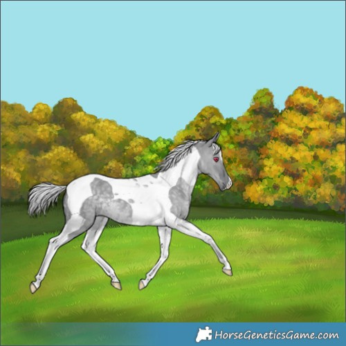 Horse Color:Silver Grullo Chinchilla Tobiano 