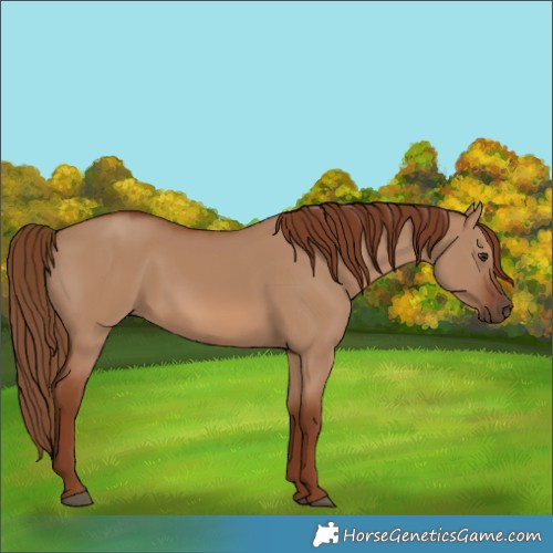 Horse Color:Red Dun 