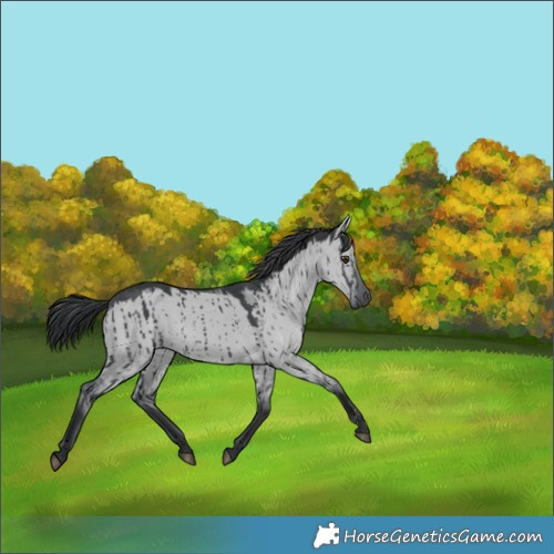Horse Color:Grullo Chinchilla Brindle 