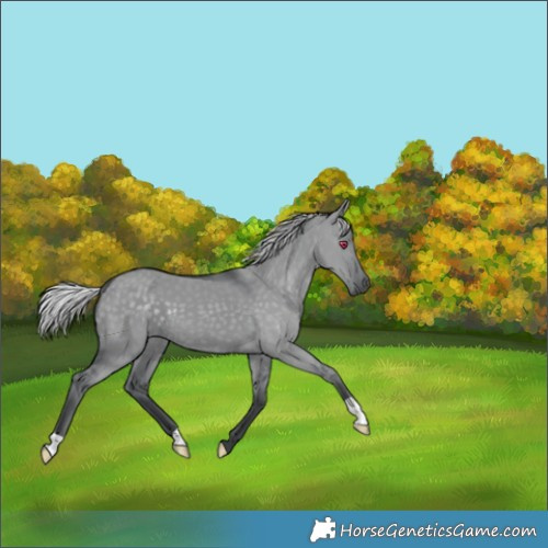 Horse Color:Silver Grullo Chinchilla 