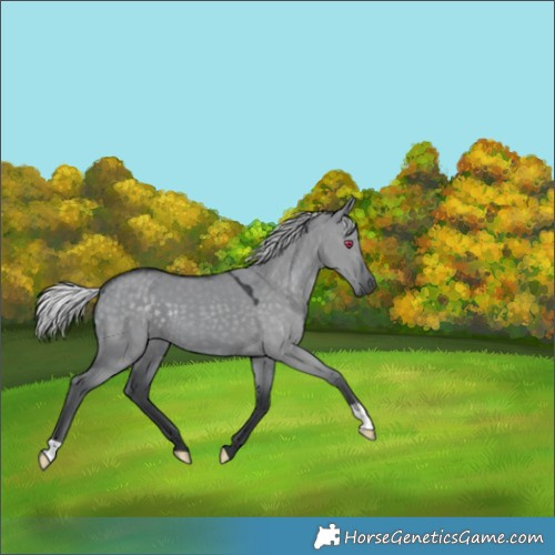 Horse Color:Silver Grullo Chinchilla 