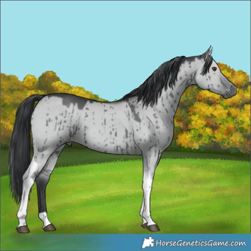 Horse Color:Grullo Chinchilla Tobiano Brindle 