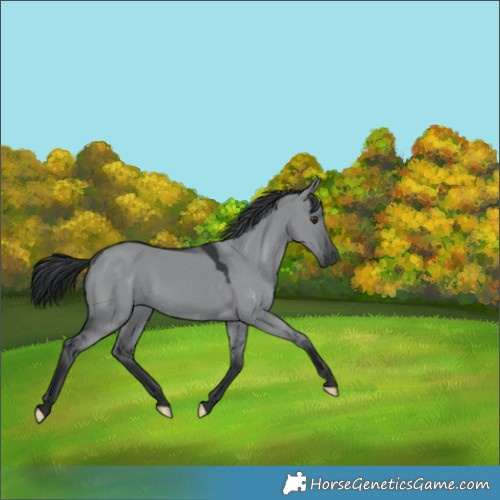 Horse Color:Grullo Chinchilla 