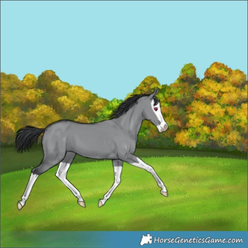 Horse Color:Grullo Chinchilla Splash 