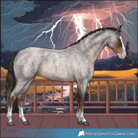 Horse Color:Liver Red Roan Splash 