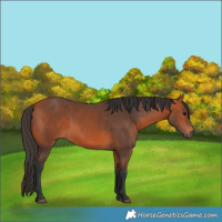 Horse Color:Bay 