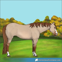 Horse Color:Red Dun 