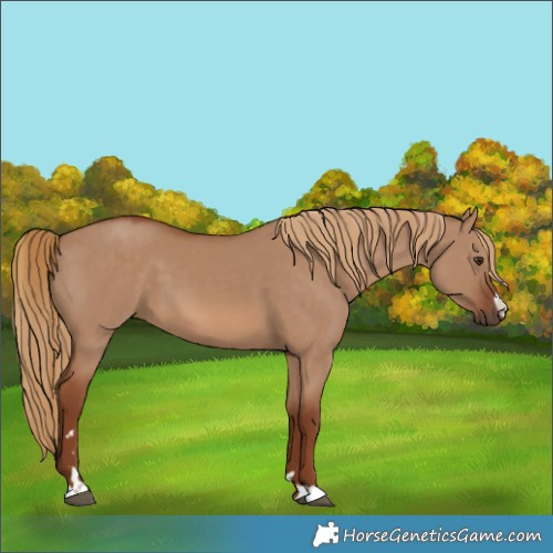 Horse Color:Red Dun 