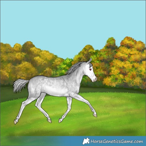 Horse Color:Silver Bay Chinchilla Dun Splash 