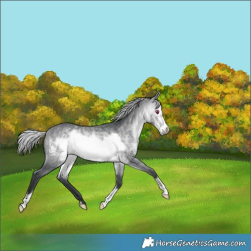 Horse Color:Silver Bay Chinchilla Frame 
