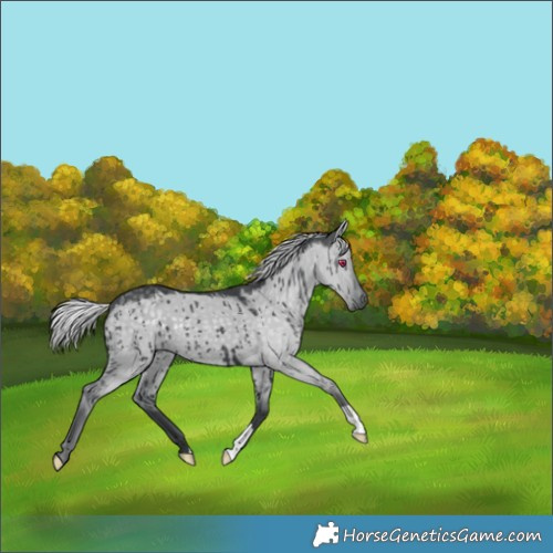 Horse Color:Silver Grullo Chinchilla Brindle 
