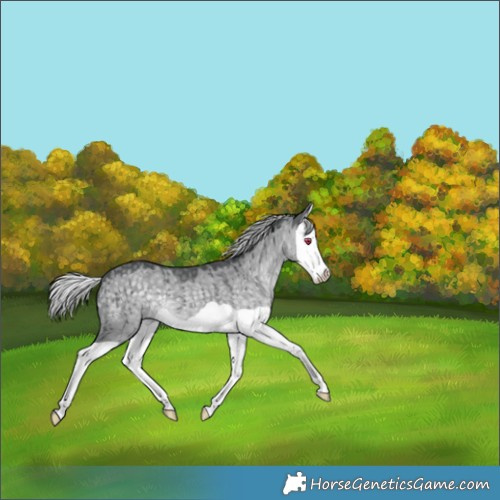 Horse Color:Silver Grullo Chinchilla Splash Brindle 