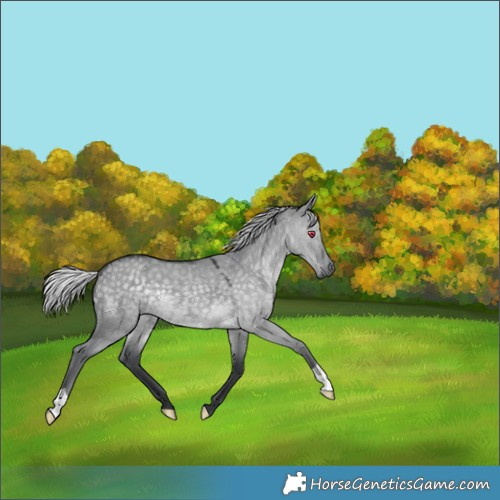 Horse Color:Silver Grullo Chinchilla 