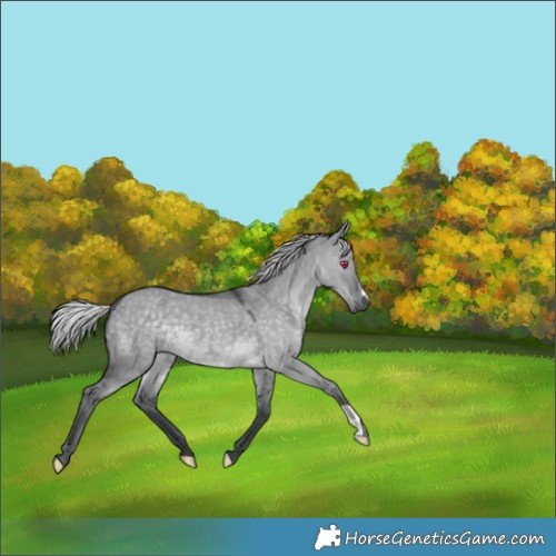 Horse Color:Silver Grullo Chinchilla 