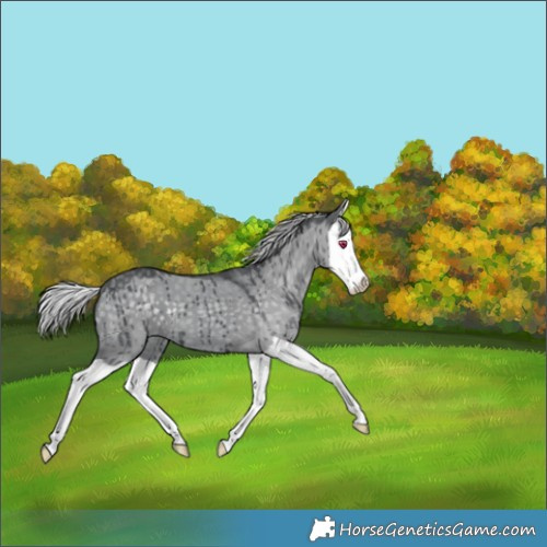Horse Color:Silver Grullo Chinchilla Splash Brindle 