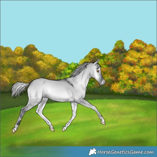 Horse Color:Silver Grullo Chinchilla Onyx 