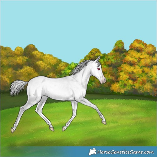 Horse Color:Silver Amber Champagne Chinchilla Onyx 